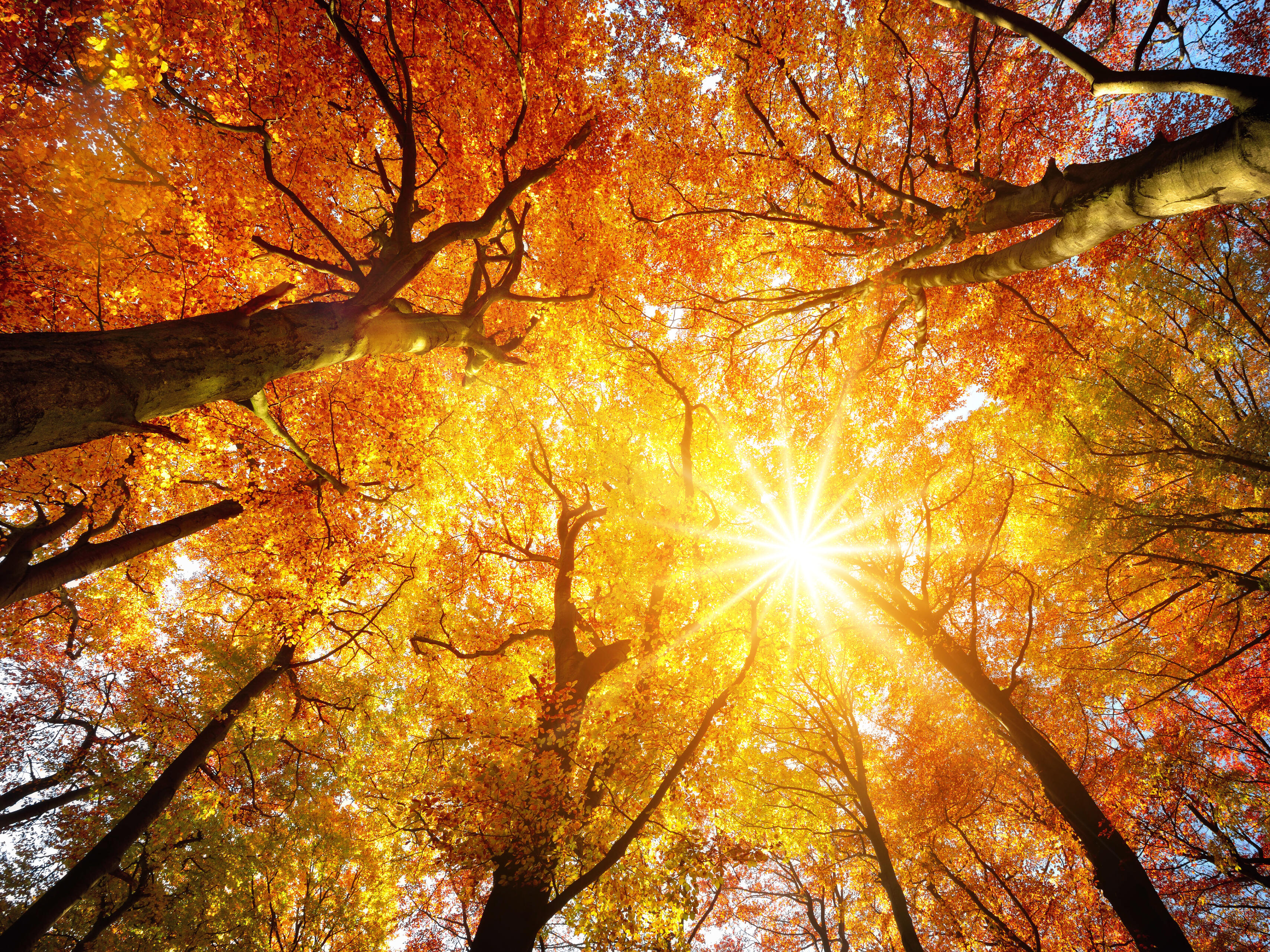 Photos: Turn a new leaf with the best Zoom backgrounds for fall - TechRepublic
