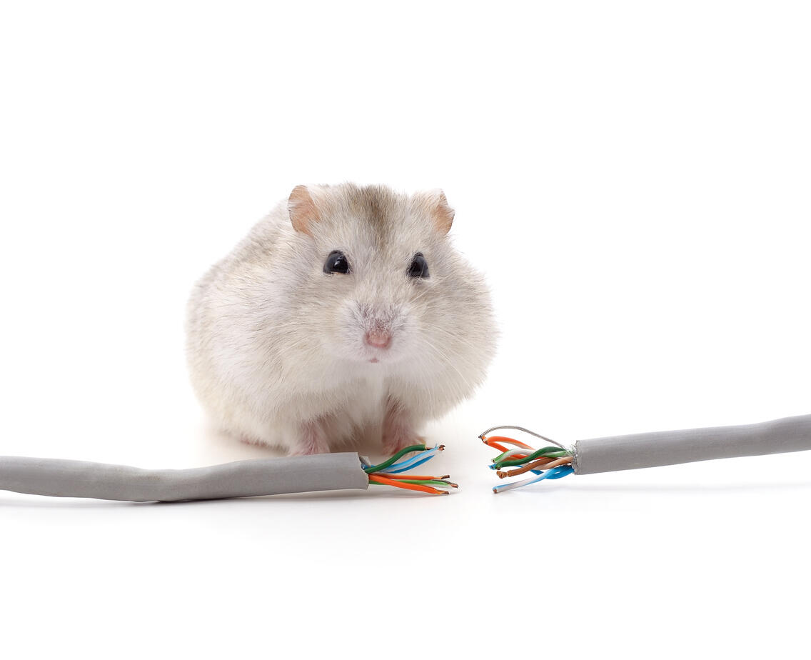 Hamster chewed network cables