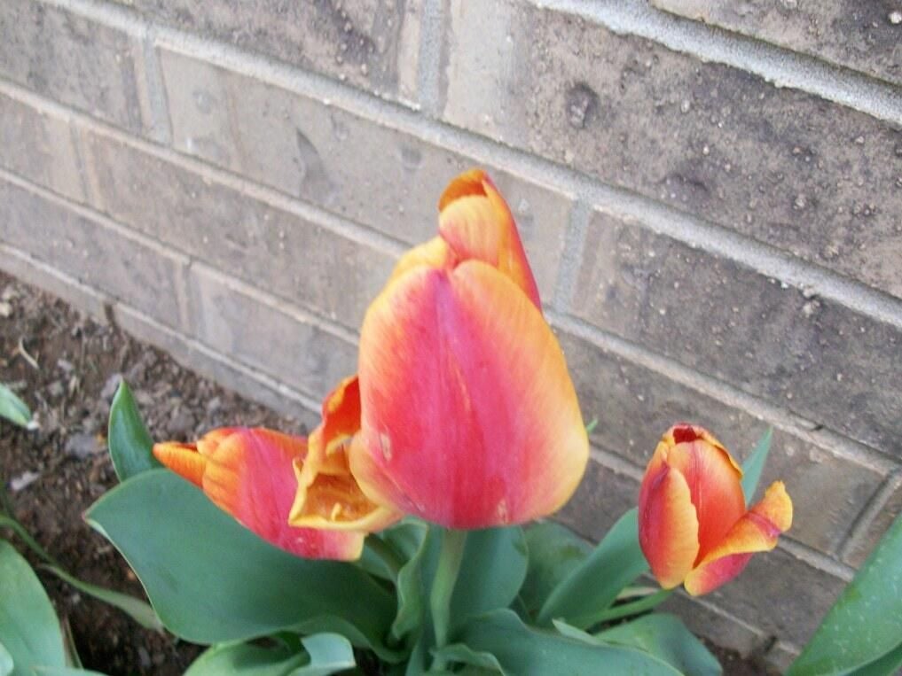 gsg-tulips.jpg