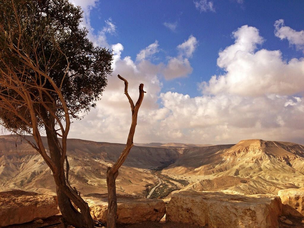 30-negev-desert-tree.jpg