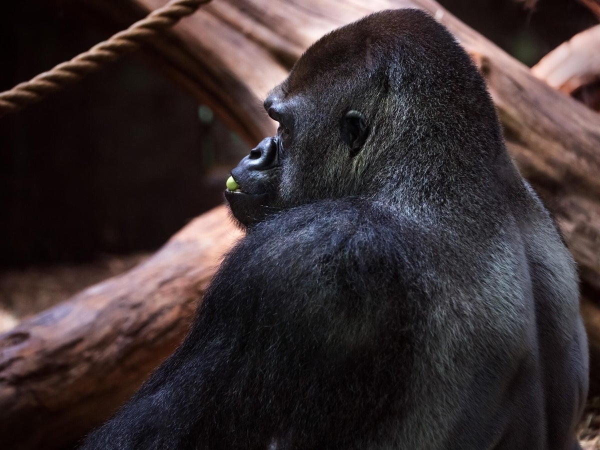 Male ape Bengati, taken by Sony A9 (at Louisville Zoo)