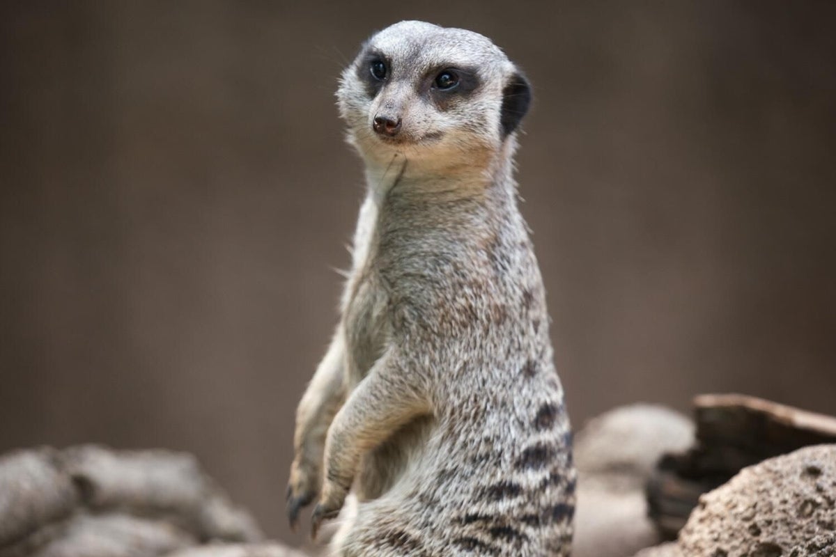 Meerkat, taken by Sony A9 (at Louisville Zoo)