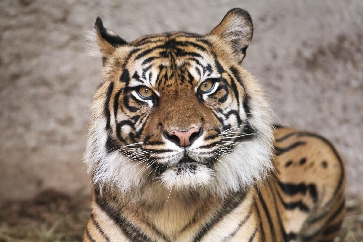 Sumatran Tiger, taken by Sony A9 (at Louisville Zoo)