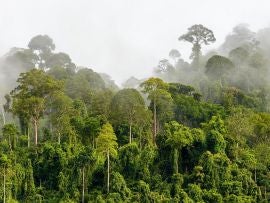 Treetops of Dense Tropical Rainforest With Morning Fog Located N