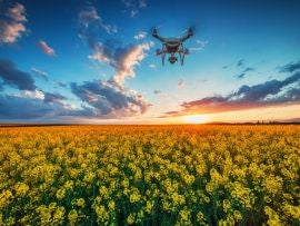 Flying drone over the rapeseed field at spring, dramatic sunset clouds