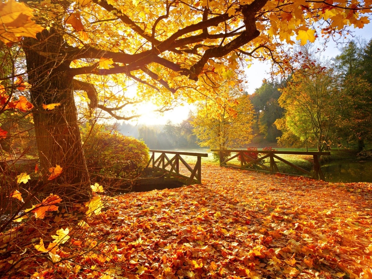 Photos: Turn a new leaf with the best Zoom backgrounds for fall |  TechRepublic