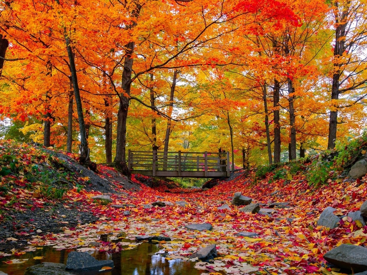 Photos: Turn a new leaf with the best Zoom backgrounds for fall |  TechRepublic